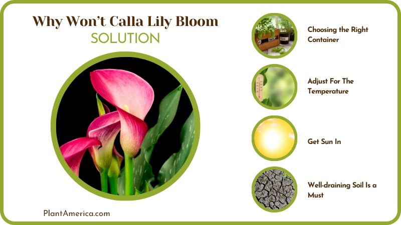 Solutions of Calla Lily Blooms Plant America Solutions of Calla Lily Blooms Plant America