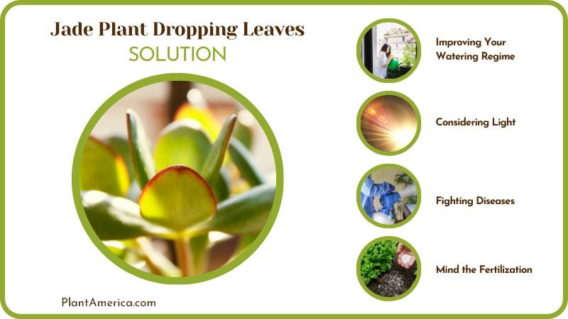 Solutions to Leaf Drop Plant America