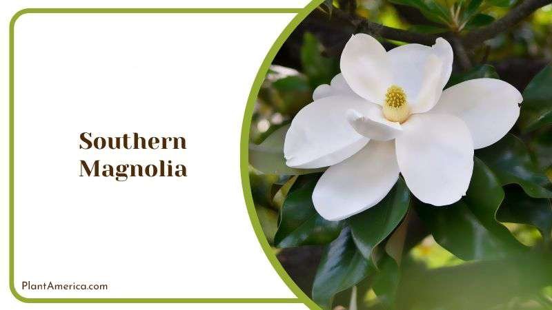 Southern Magnolia or Magnolia Grandiflora PlantAmerica