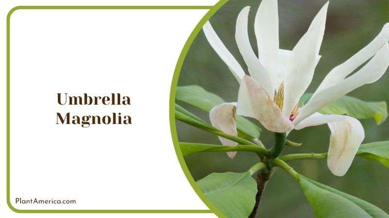 Specific Needs for Umbrella Magnolia PlantAmerica