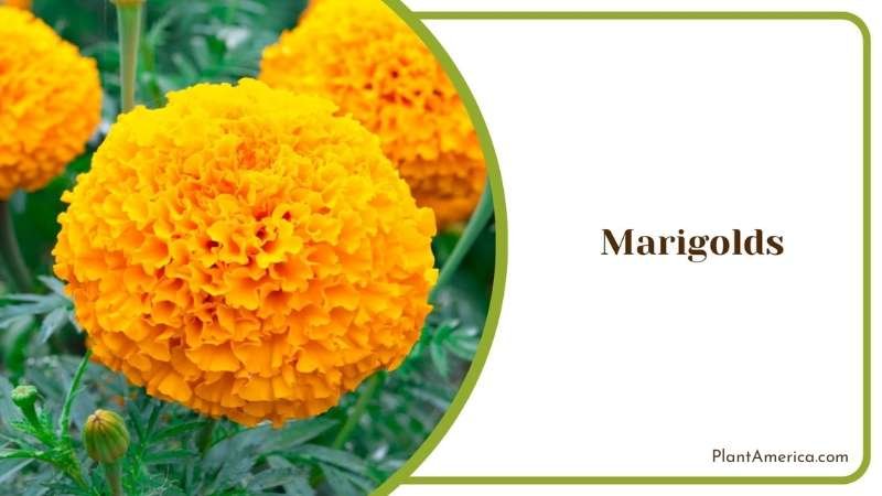Specific Needs of Marigolds Plant America