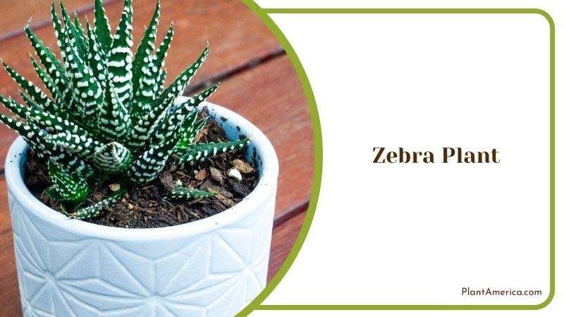 Specific Needs of Zebra Plant Plant America