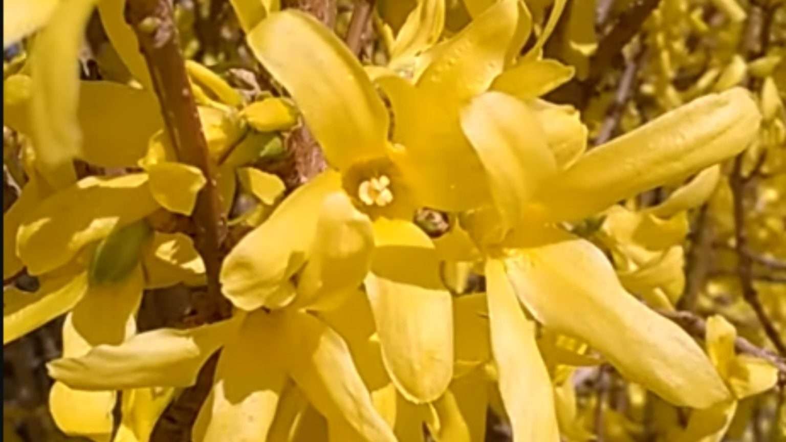 12 Types of Forsythia Plants for Gorgeous Spring Blooms - Plant America