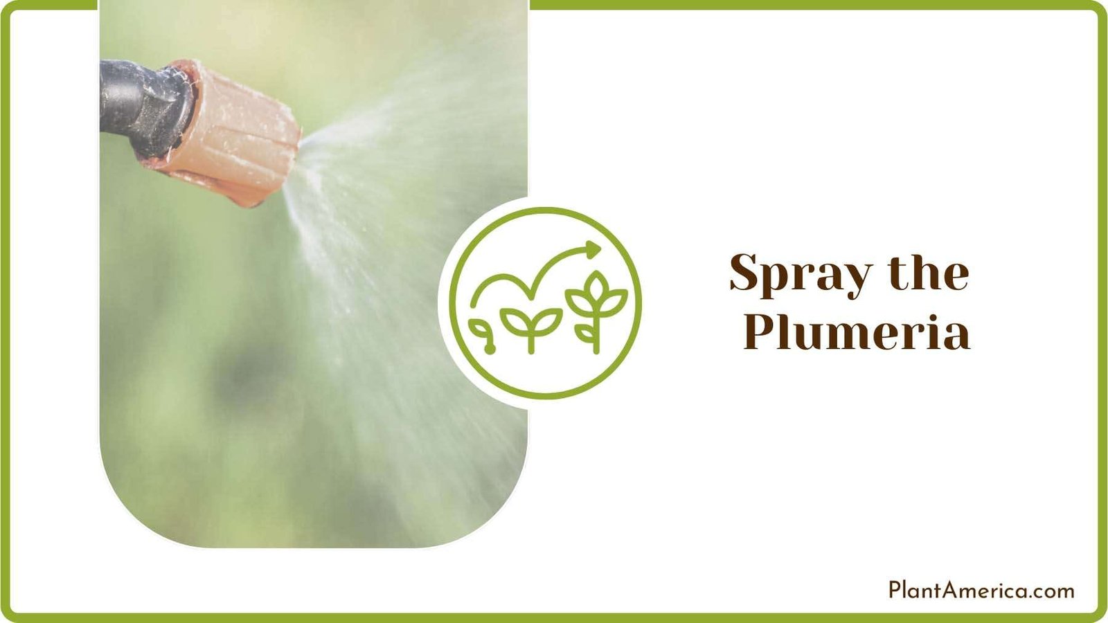 Spraying Neem Solution Plant America