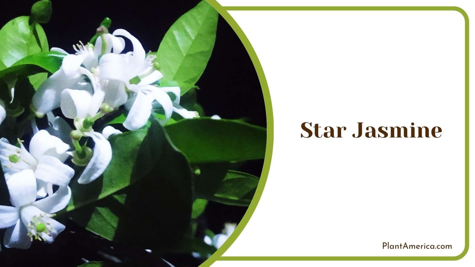 Star Jasmine Tiny Plant America