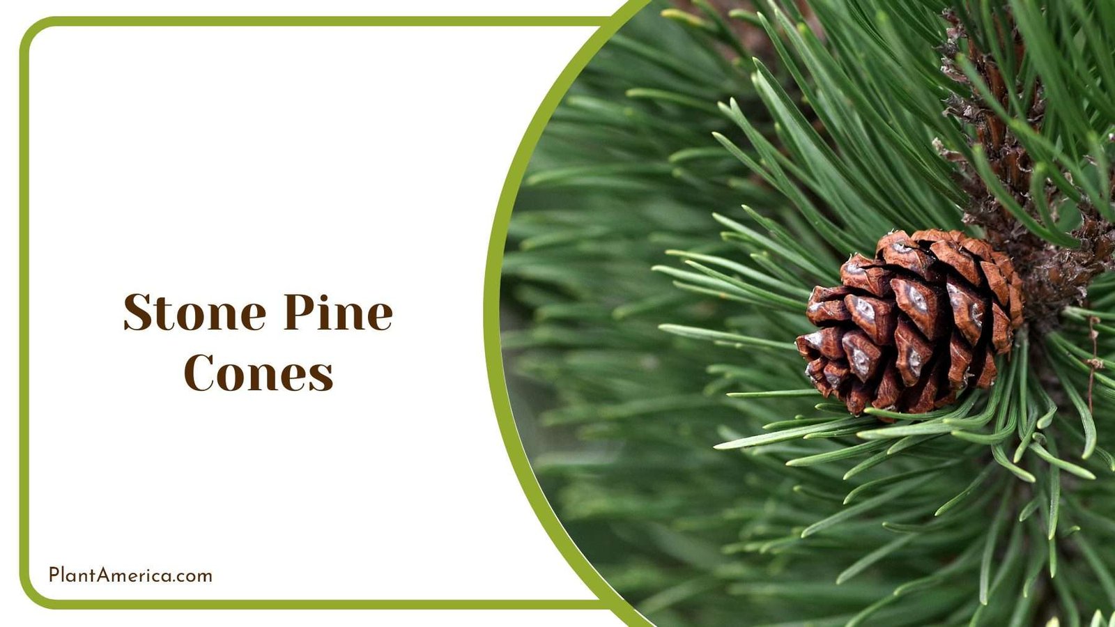 Stone Pine Cones PlantAmerica
