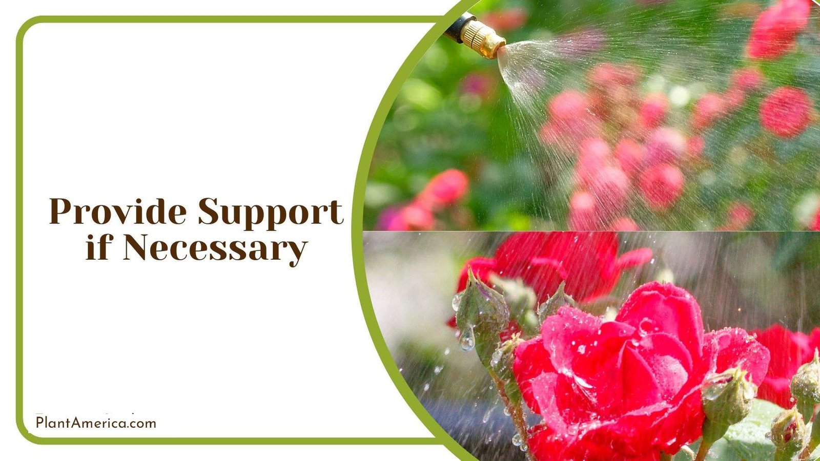 Support for Transplanted Roses Plant America