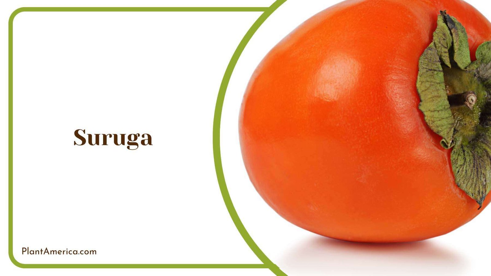 Sweet Suruga Persimmons Plant America