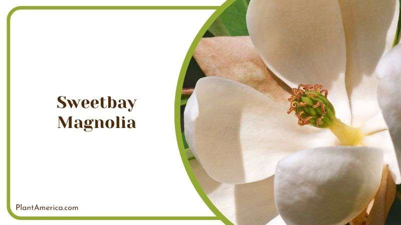 Sweetbay Magnolia or Magnolia Virginiana PlantAmerica