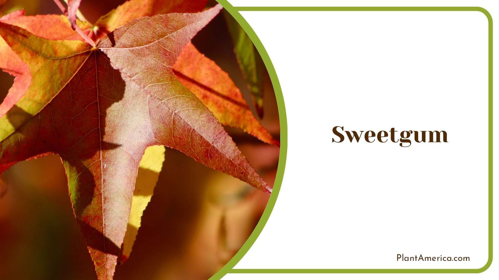 Sweetgum In Autumn Plant America Sweetgum In Autumn Plant America
