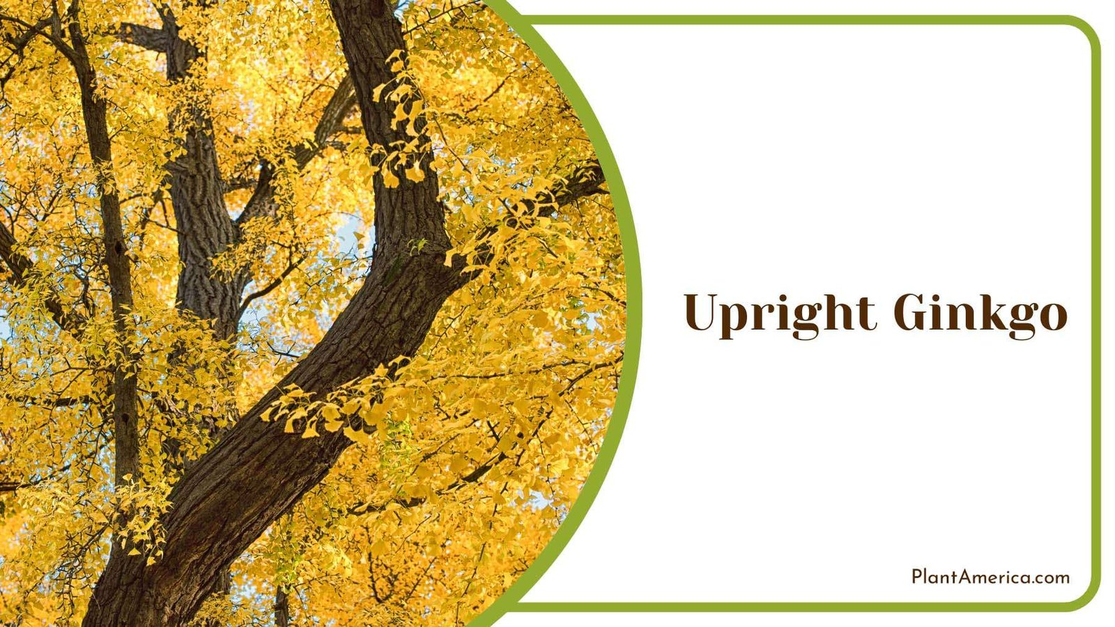 Sword Lke Upright Ginkgo Plant America