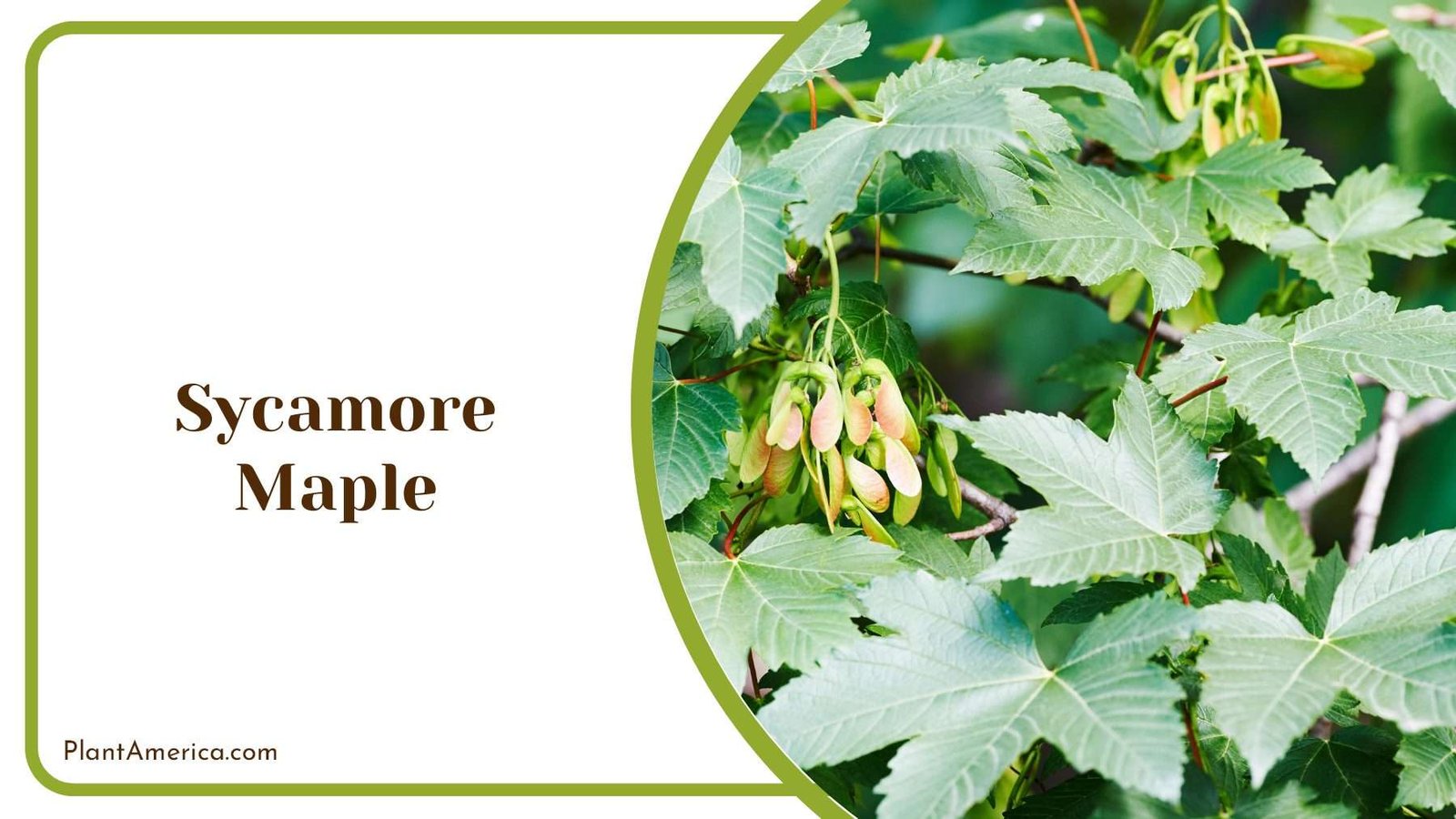 Sycamore Maple Seeds Plant America Sycamore Maple Seeds Plant America