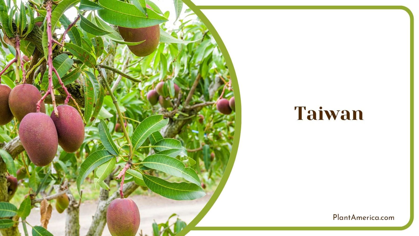 Taiwanese Tree Branch PlantAmerica