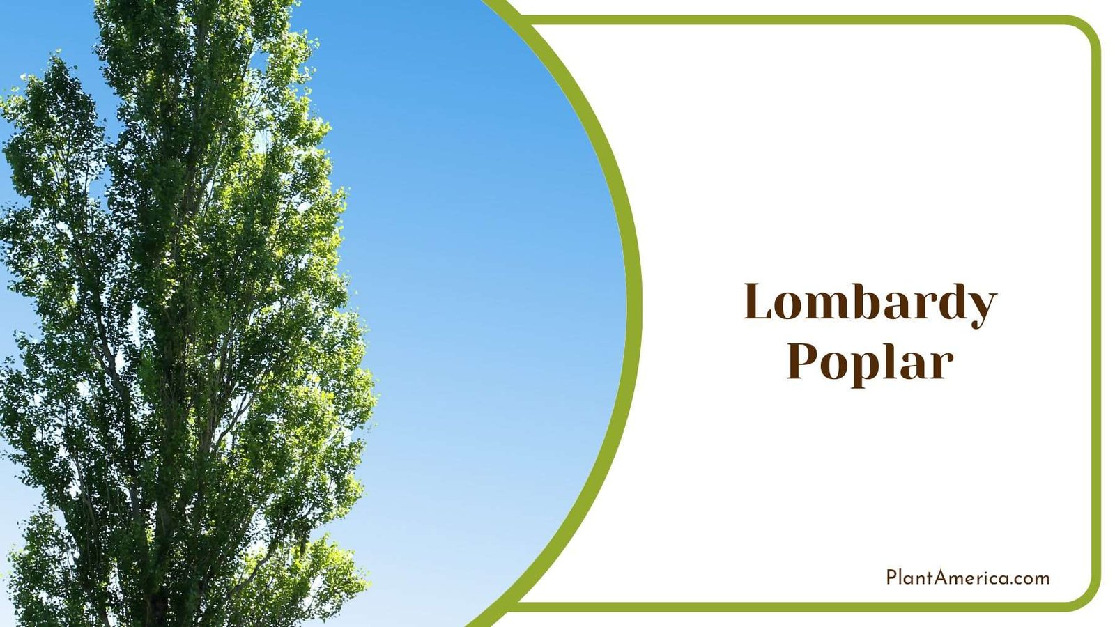 Tall Lombardy Poplar Plant America