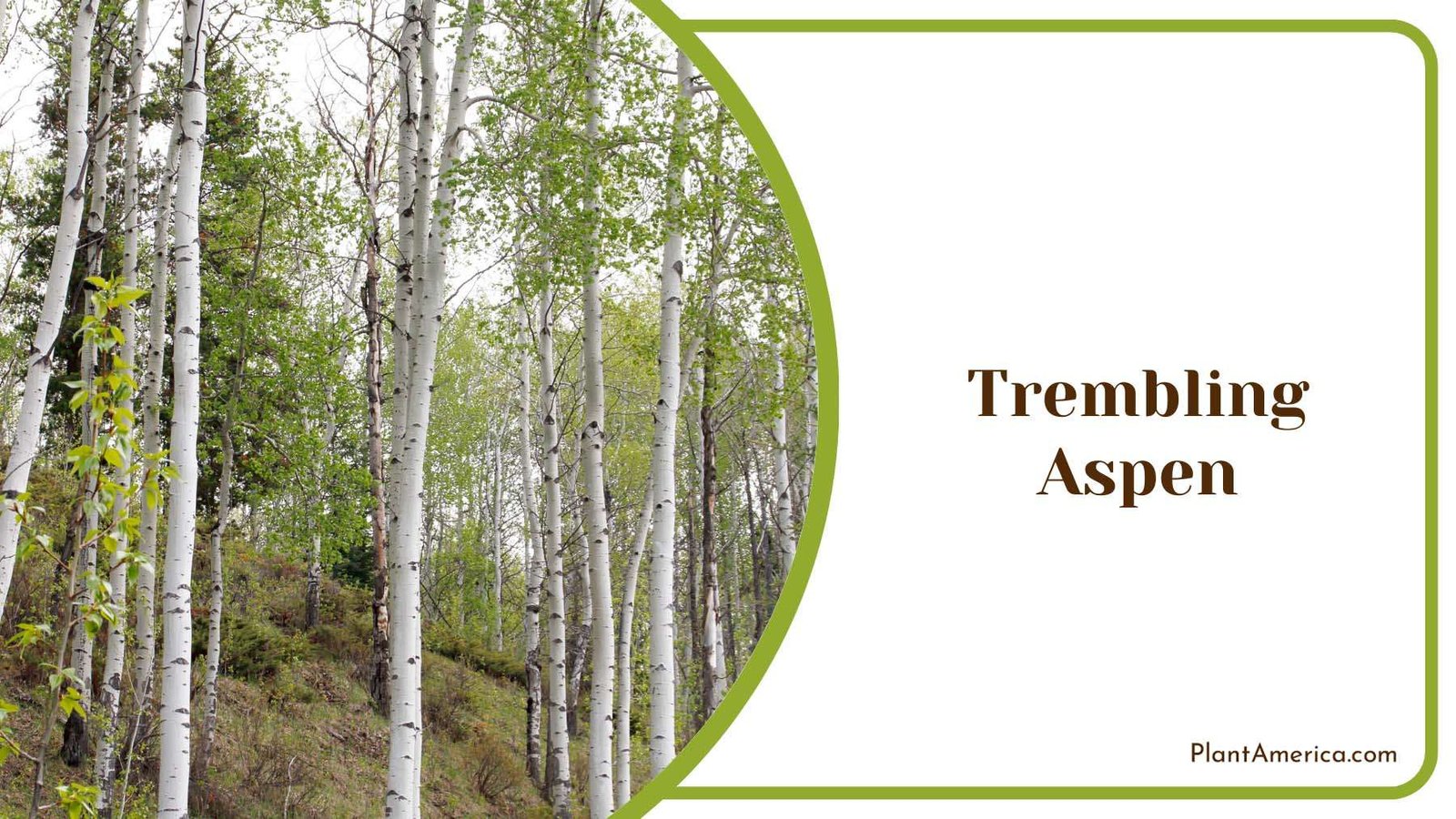 Tall Trembling Aspen Plant America Tall Trembling Aspen Plant America