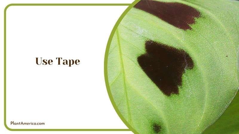 Tape to Keep Away Cats from Prayer Plants PlantAmerica