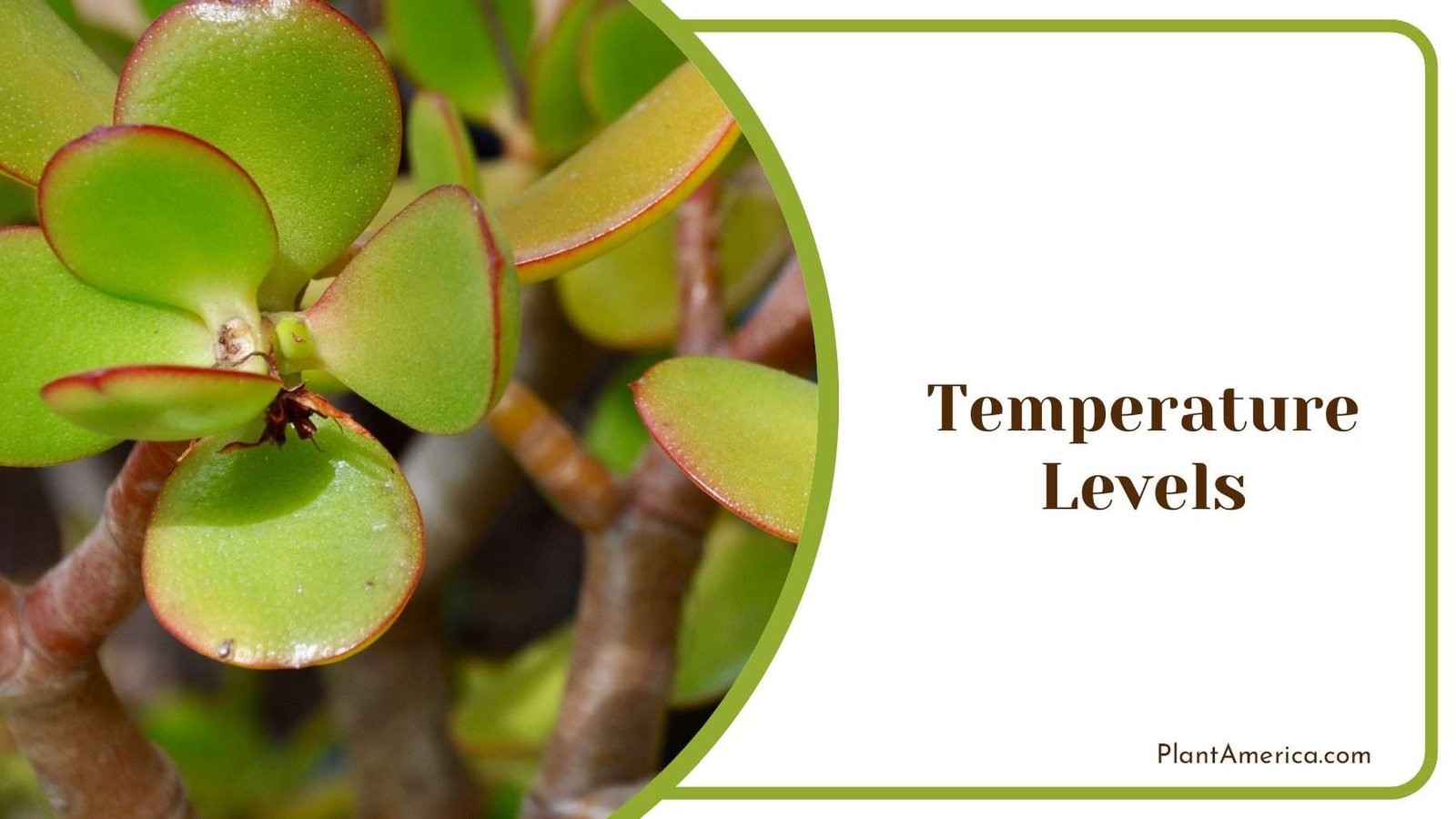 Temperature Levels for Jade Plants Plant America