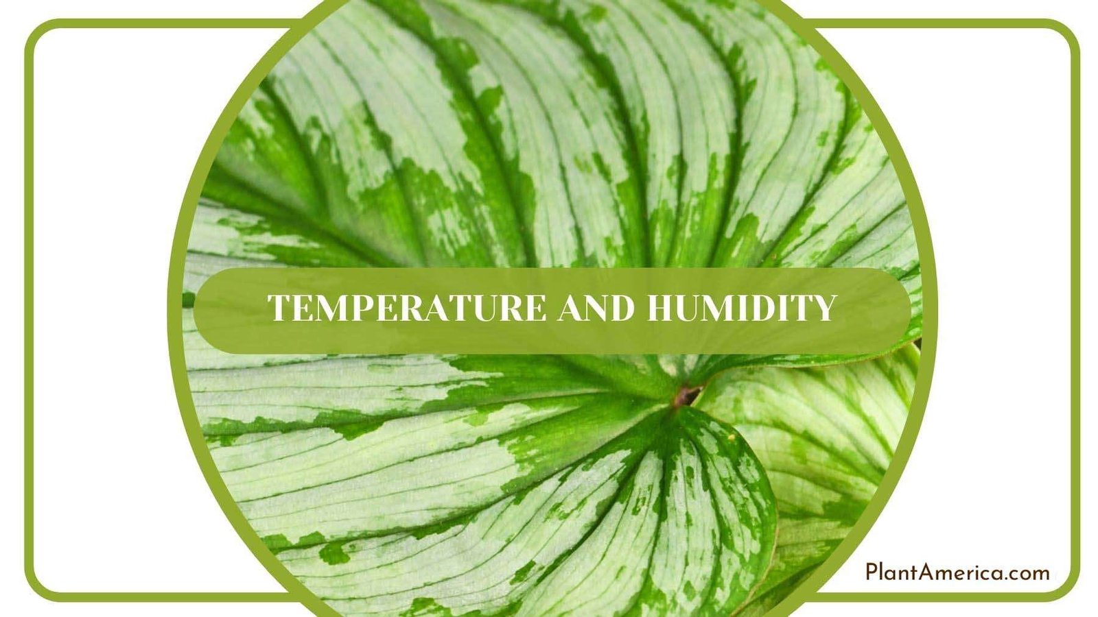 Temperature and Humidity for Mamei PlantAmerica