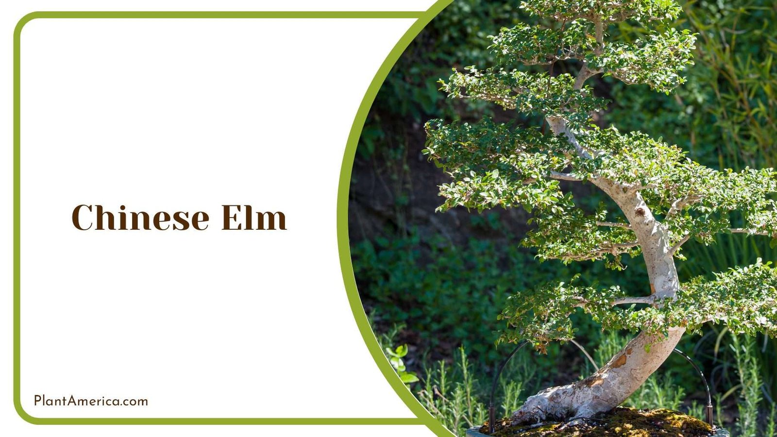 Thin White Structures Of Chinese Elm Plant America Thin White Structures Of Chinese Elm Plant America