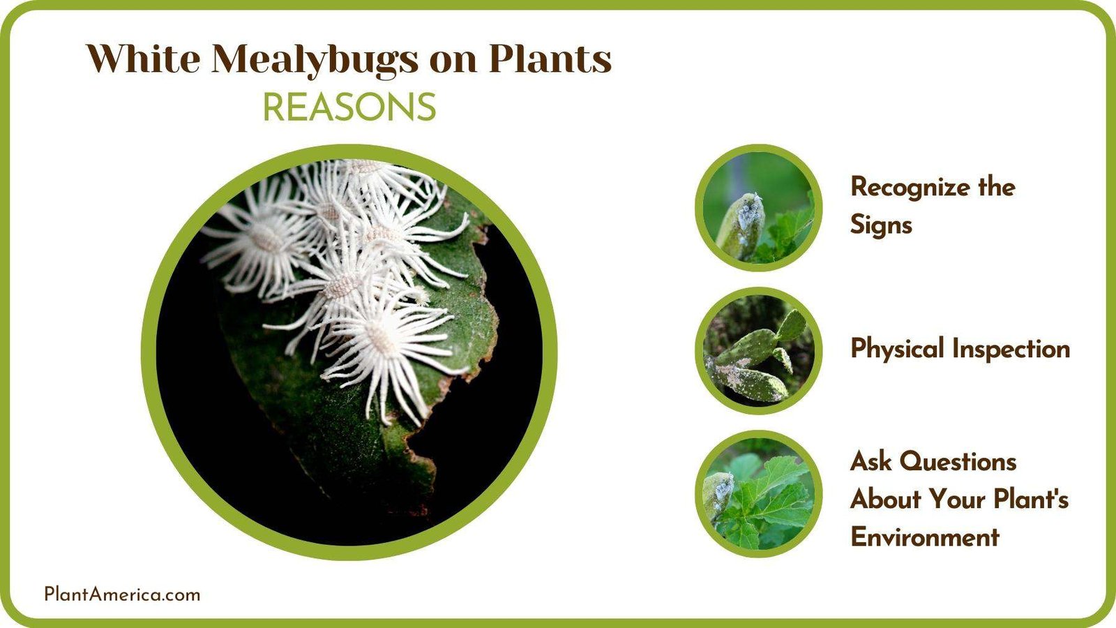 Things To To Make Sure A Plant is Infested By Mealybugs Plant America
