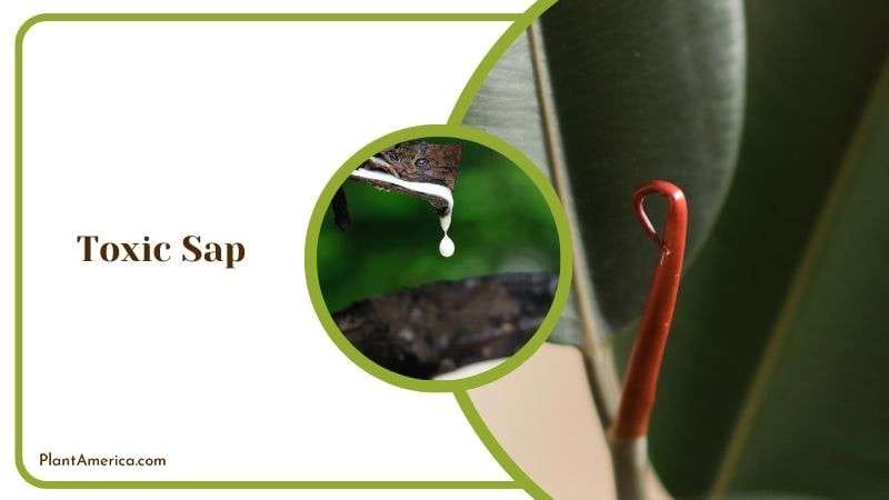 Toxic Sap of Rubber Plants Plant America