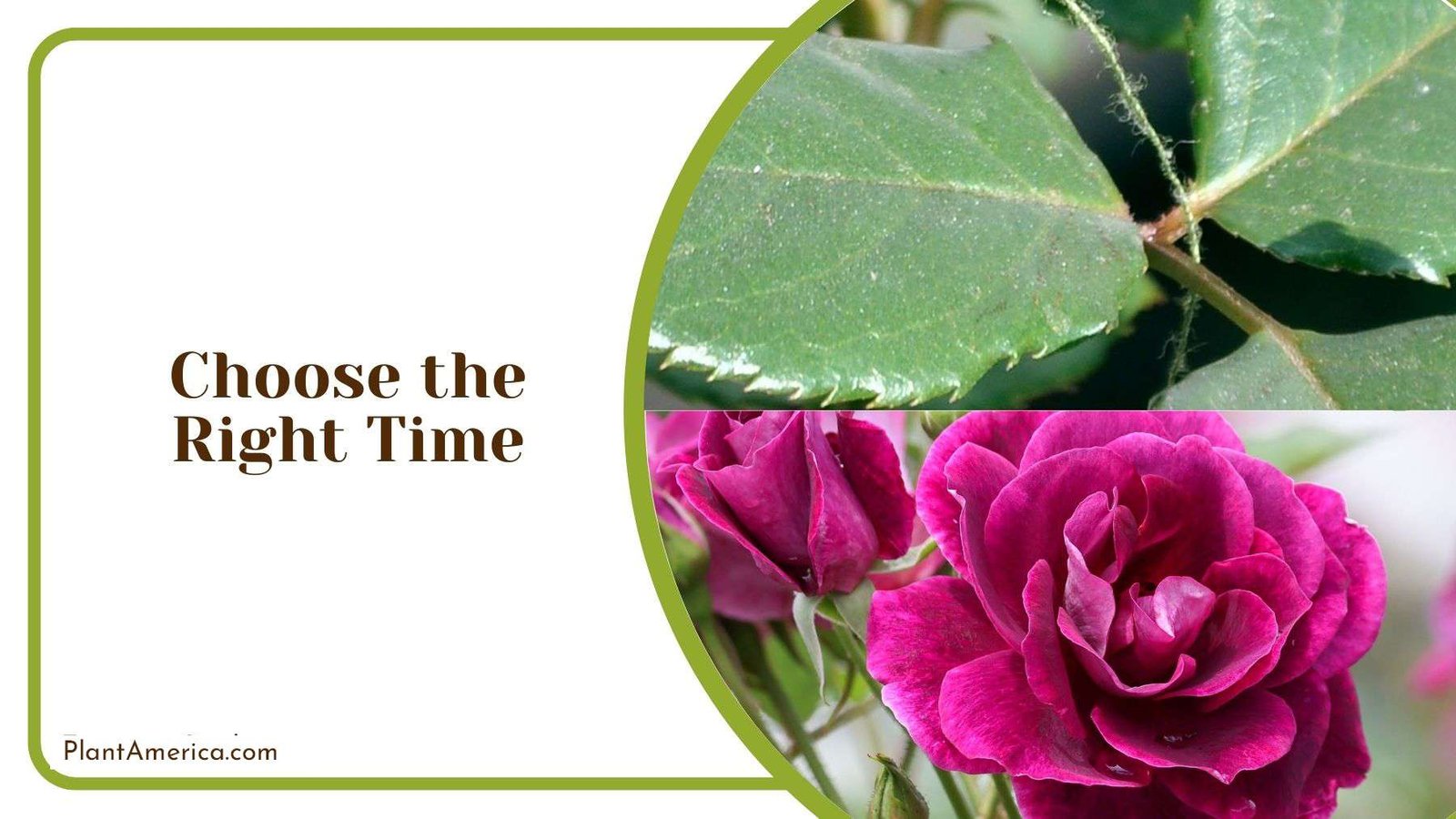 Transplant Roses Right Time Plant America