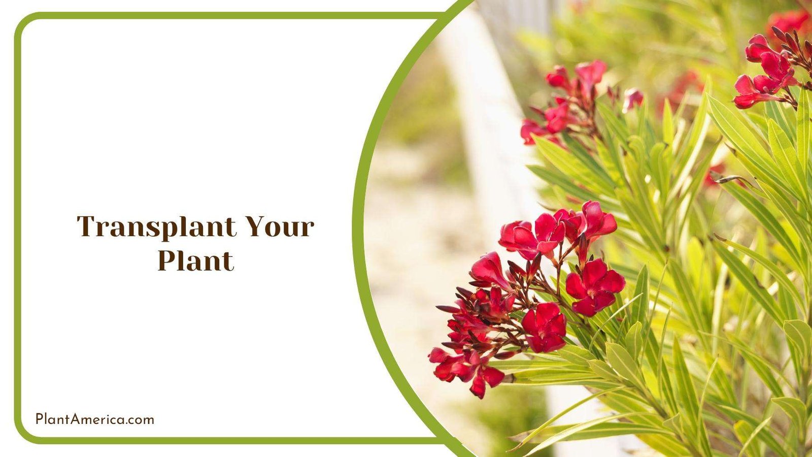 Transplanted Red Oleander Bush Plant America