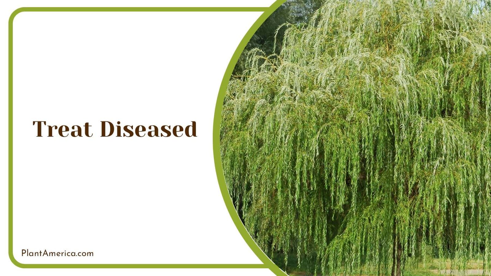 Treat Diseased Willow Trees PlantAmerica