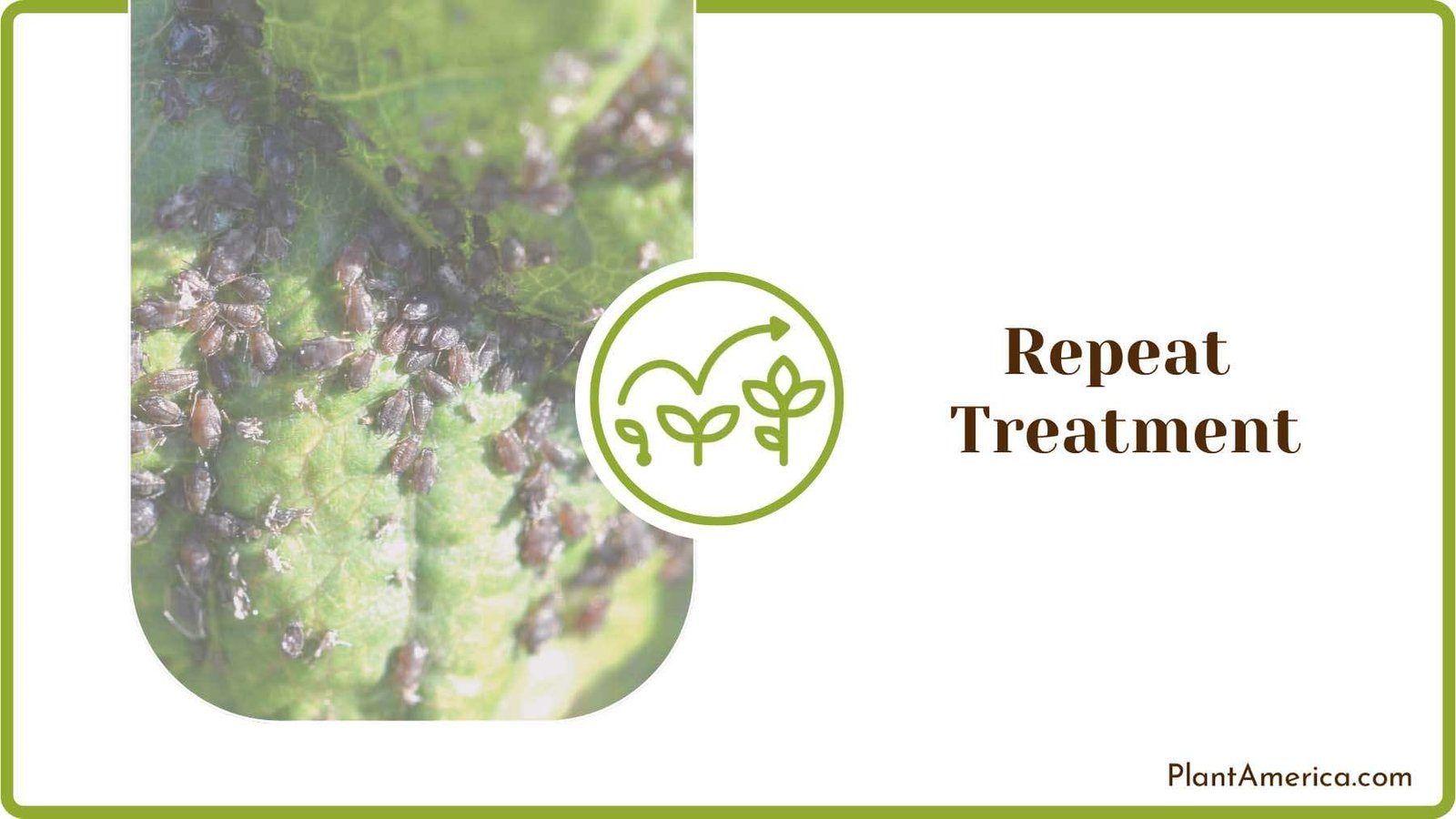 Treating Infested Plumeria Plant America