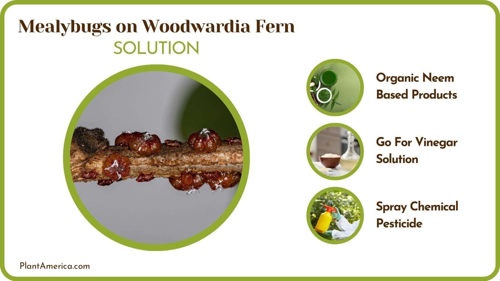Treating Mealybugs on Woodwardia Fern Plant America
