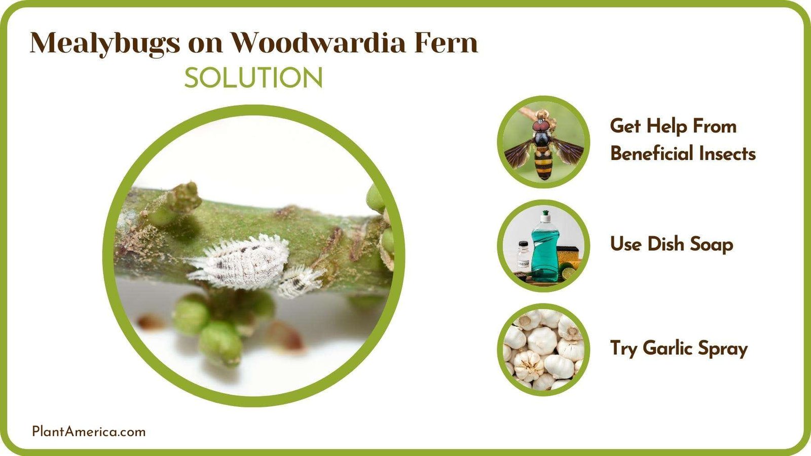 Treatment of Mealybugs on Woodwardia Fern Plant America