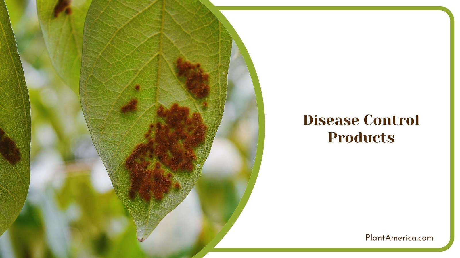 Tree s Leaves Suffering From Browning Disease Plant America