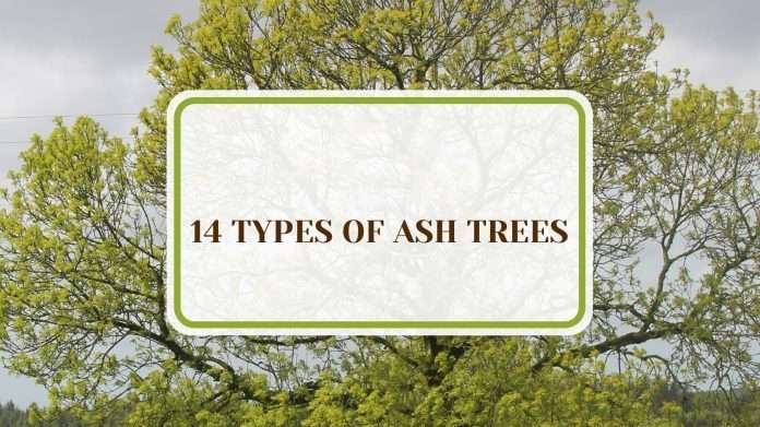 14 Types of Ash Trees to Plant for a Beautiful Backyard - Plant America