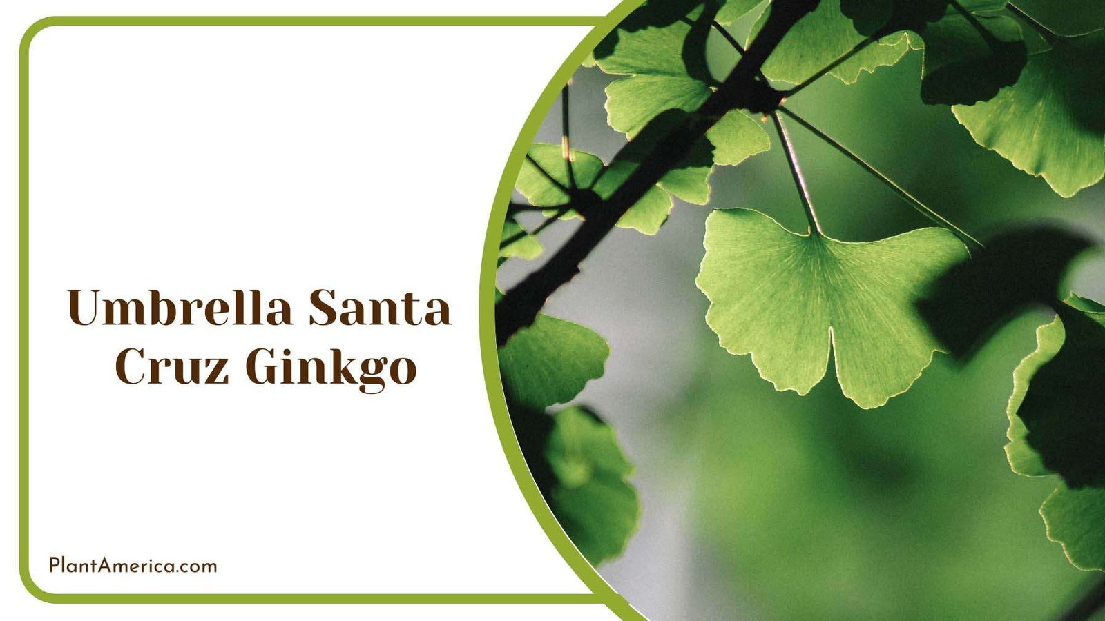Umbrella Santa Cruz Tree Plant America