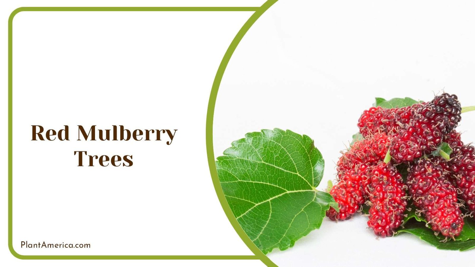 Vase Shaped Red Mulberry Trees Plant America
