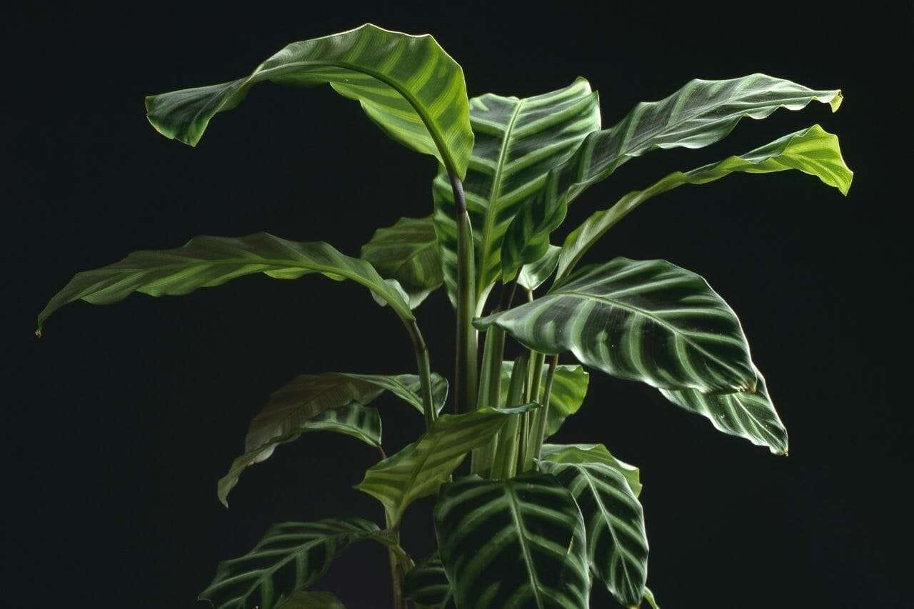 Velvet Touch PlantAmerica