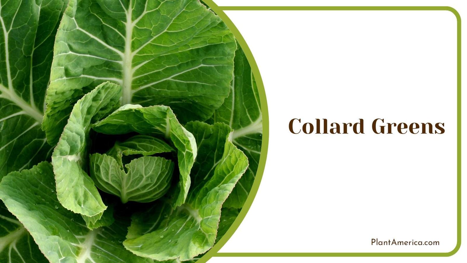 Vibrant Collard Greens Plant America
