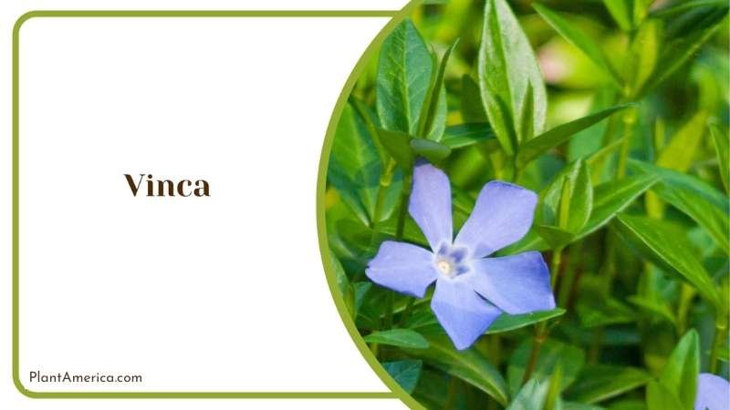 Vinca or Periwinkle Blooms Plant America
