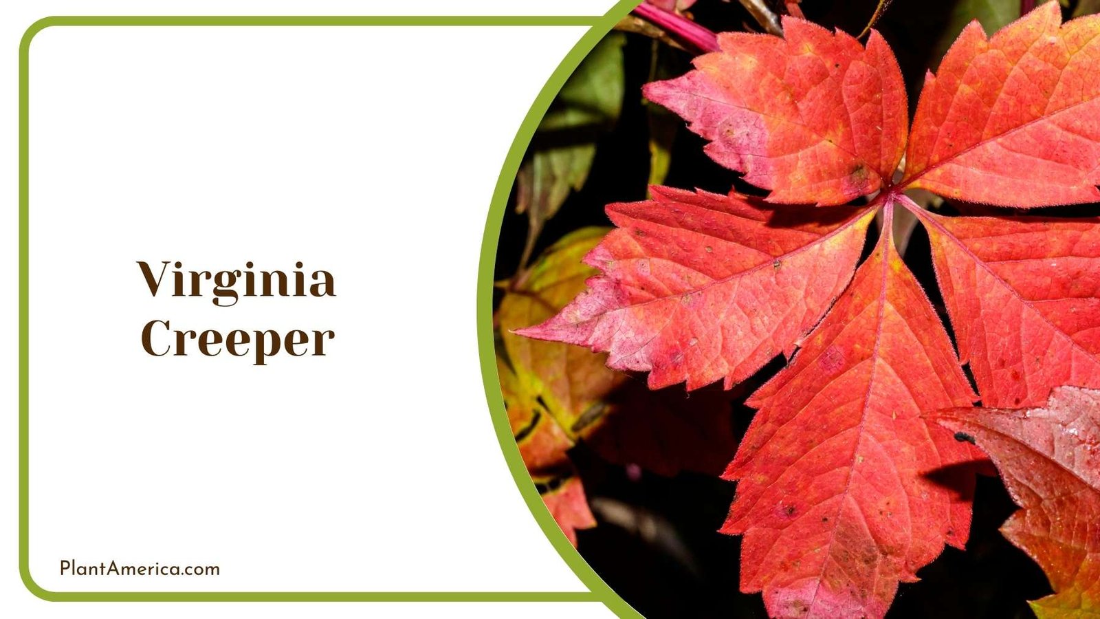 Virginia Creeper Planet Plant America