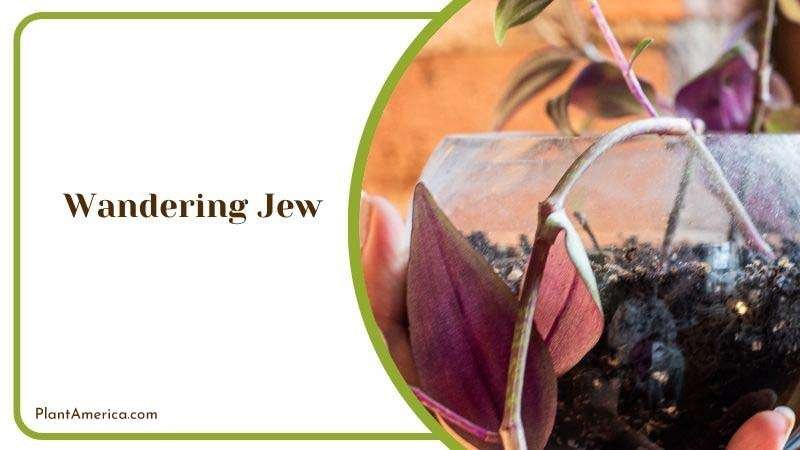 Wandering Jew Growing Season Plant America