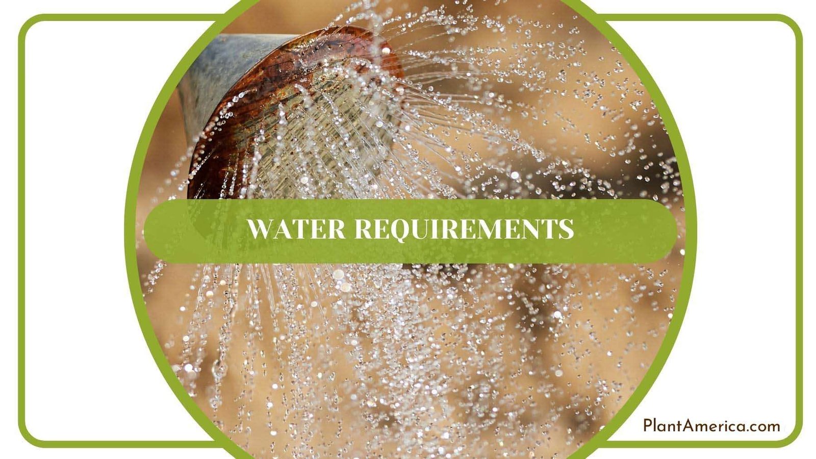 Water Requirements for Philodendron Plowmanii PlantAmerica