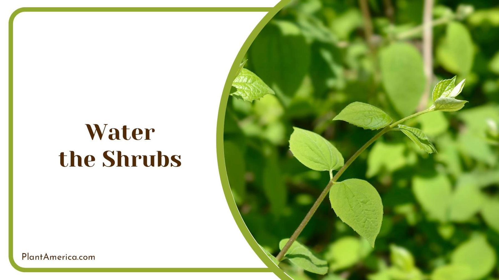 Water the Shrubs Plant America Water the Shrubs Plant America