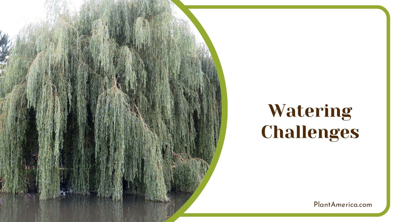 Watering Challenges for Willow PlantAmerica