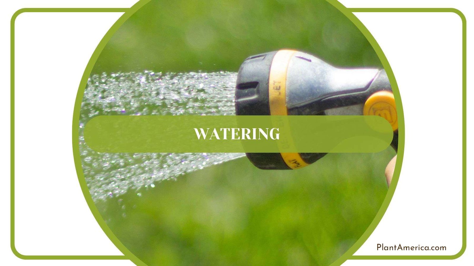 Watering Desert Rose Plant America