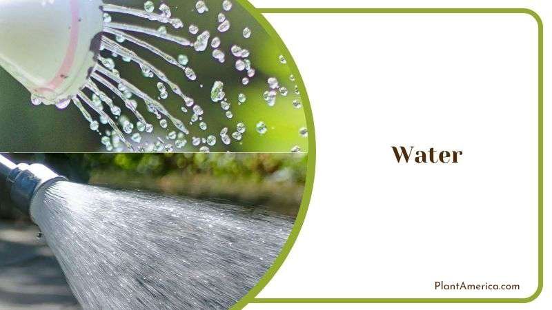 Watering Guide of Jade Plants Plant America Watering Guide of Jade Plants Plant America