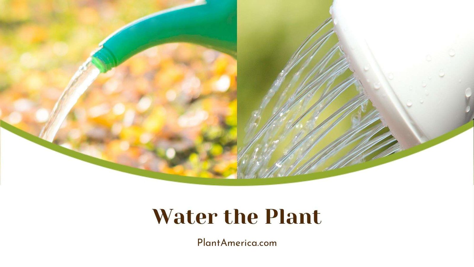 Watering Russian Sage Plant Plant America