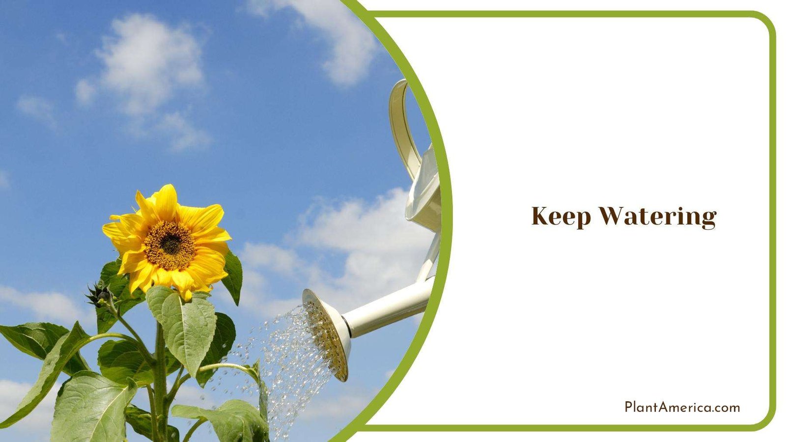Watering Sunflower With White Container Plant America