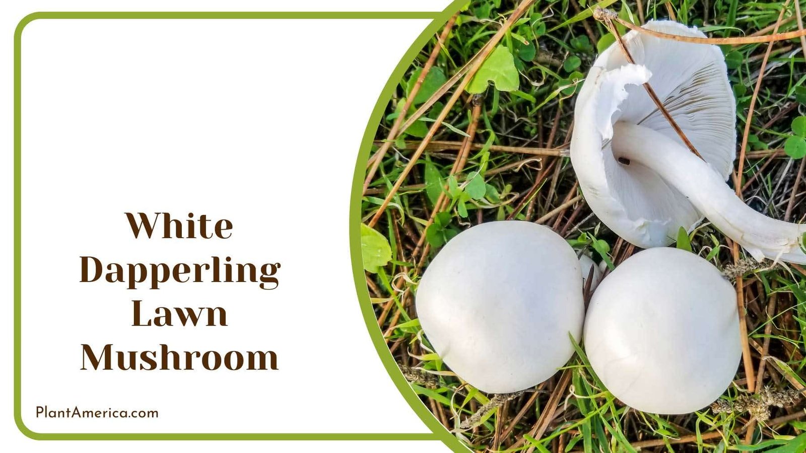 White Dapperling Lawn Mushroom Plant America