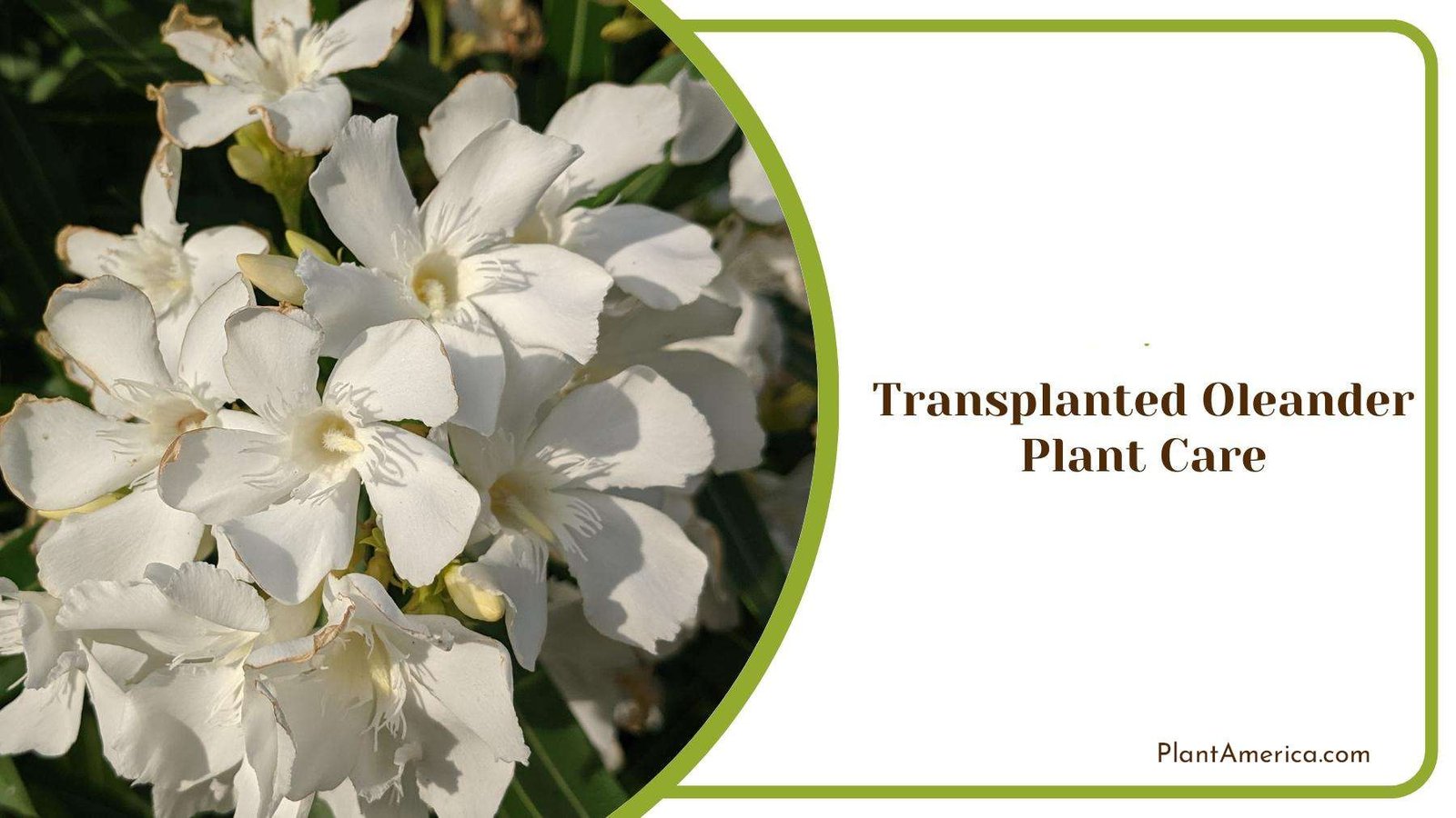 White Oleander In Garden Plant America