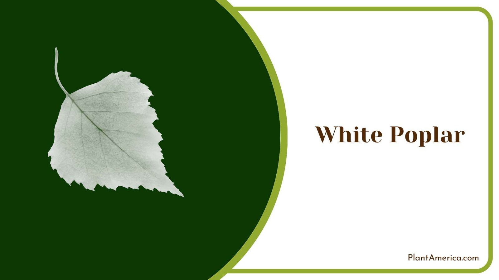 White Poplar Leaves Plant America White Poplar Leaves Plant America